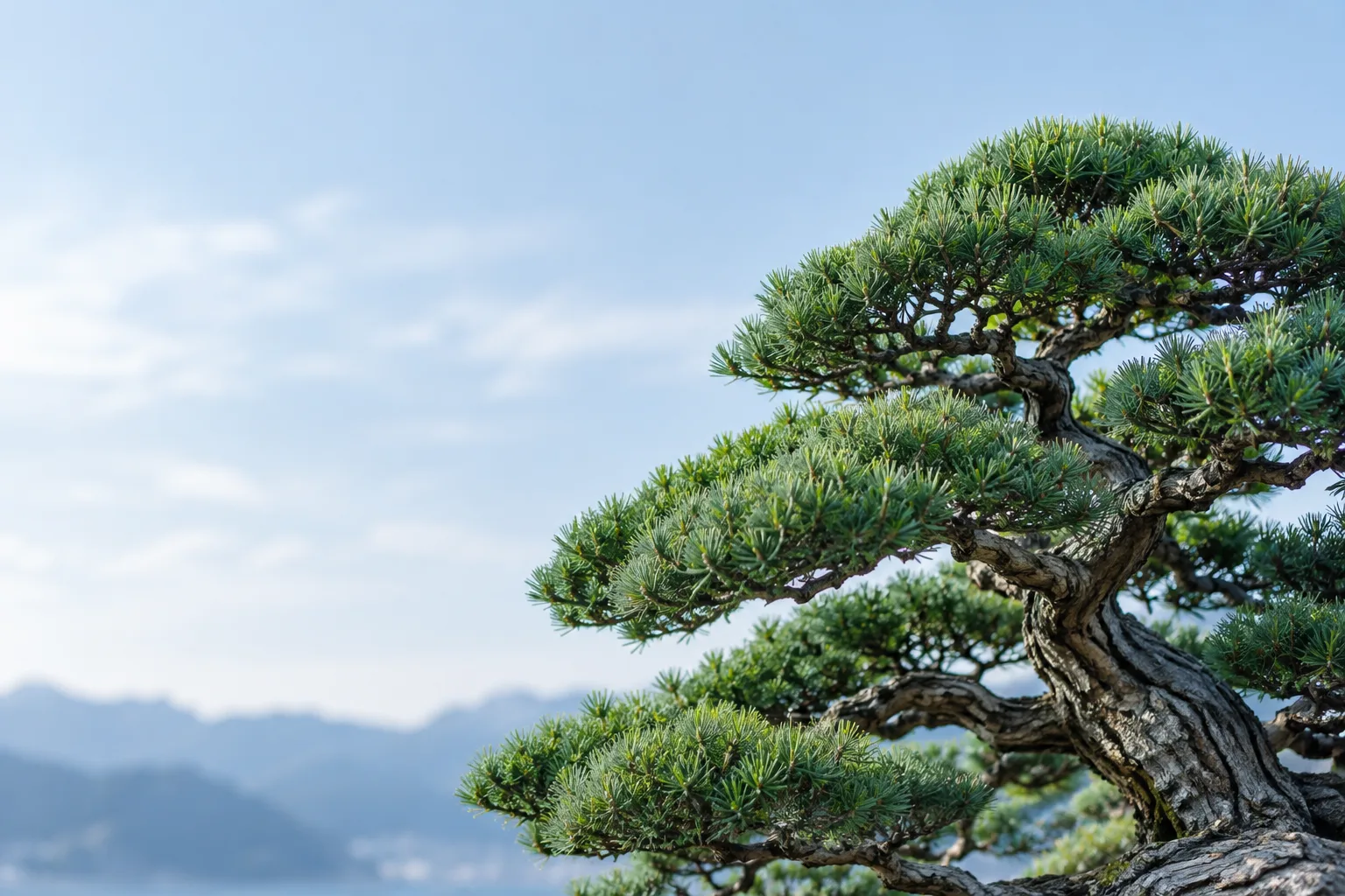 Copa de um bonsai nítida contra um fundo de montanhas desfocadas e ilegíveis.