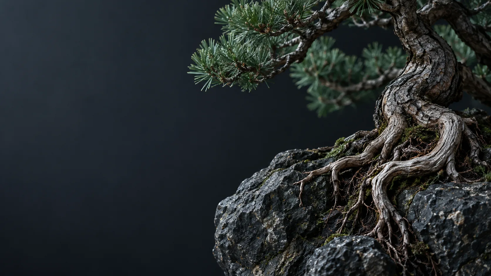 Raiz exposta de um bonsai agarrada a uma pedra escura, fotografada de lado com luz fria.