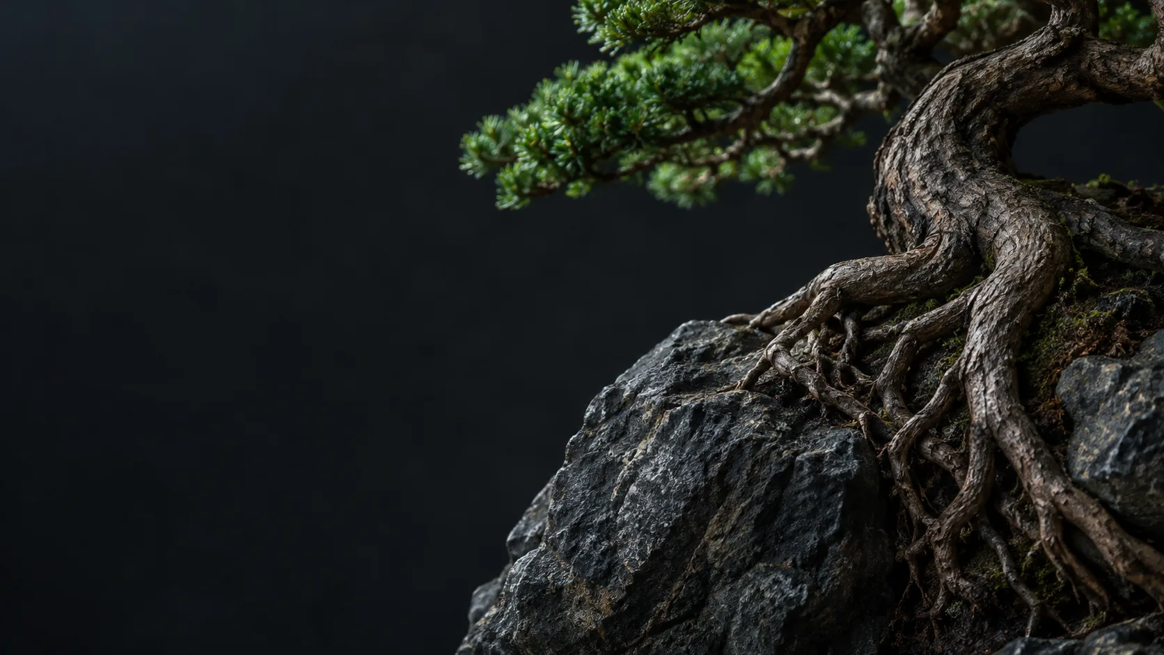 Bonsai inteiro sobre pedra, raiz, tronco e copa no mesmo quadro.