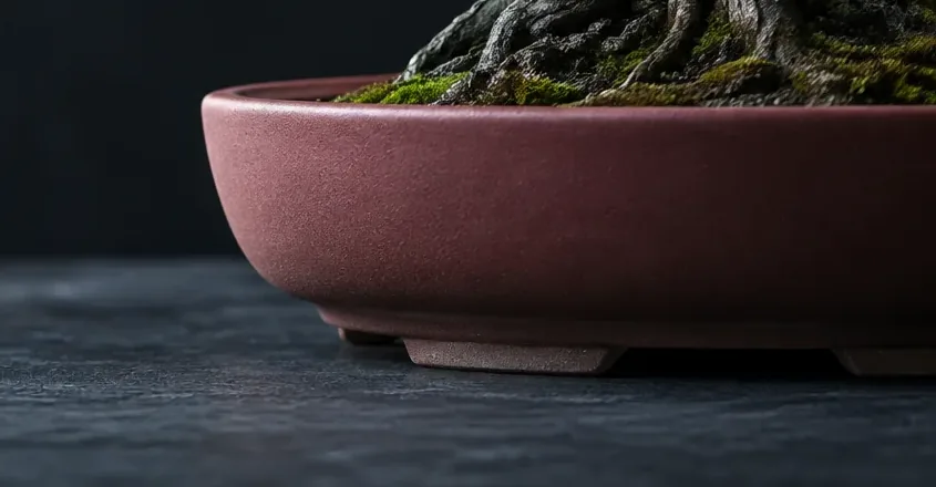 Vaso raso de cerâmica fosca na cor marsala, com a base do bonsai e o musgo na borda.